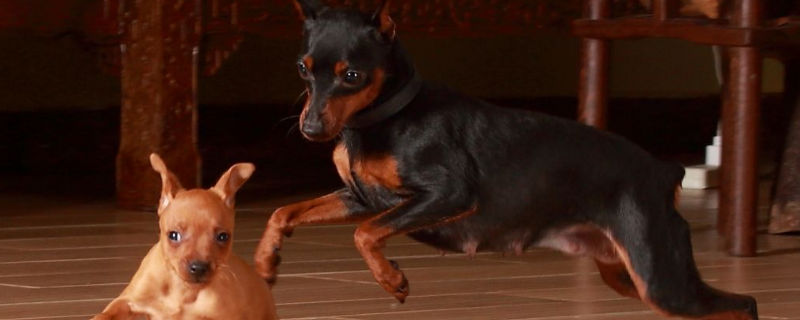 小鹿犬繁殖的注意事项