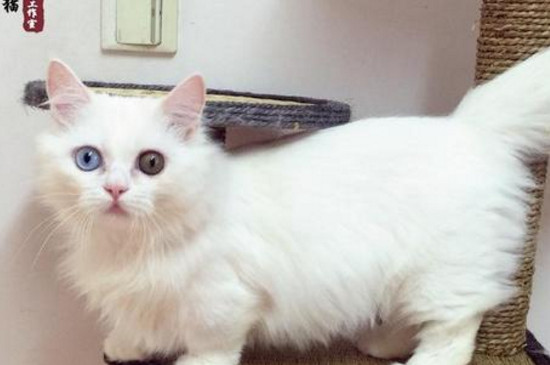 拿破仑猫为什么这么贵