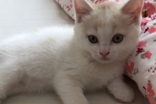 公猫不绝育会怎样