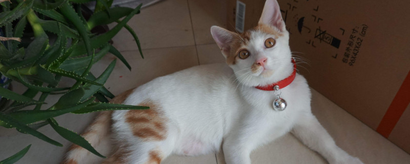 木天蓼对猫咪的害处