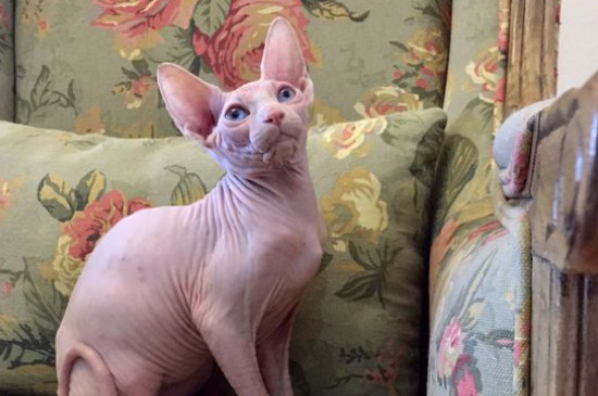 猫难产症状