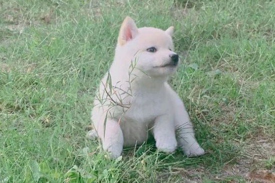 柴犬几个月开始补钙