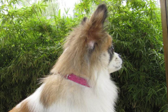 养蝴蝶狗的十大坏处