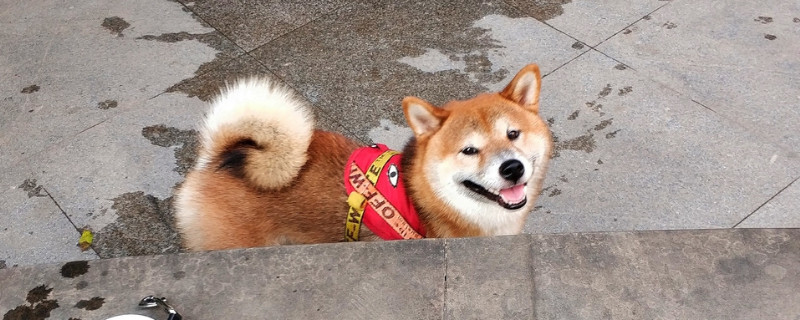 柴犬优缺点分析