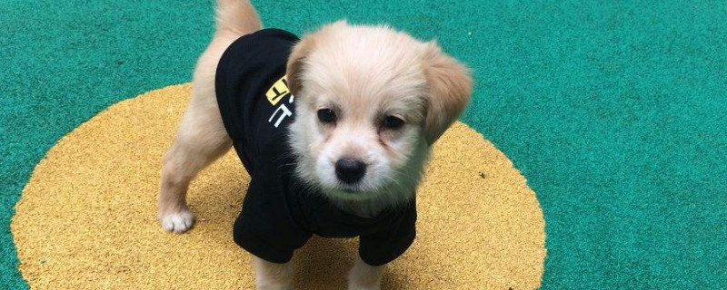 狗狗皮肤病有哪几种