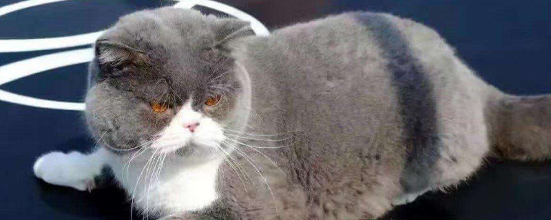 蓝猫为什么喜欢瘫坐着