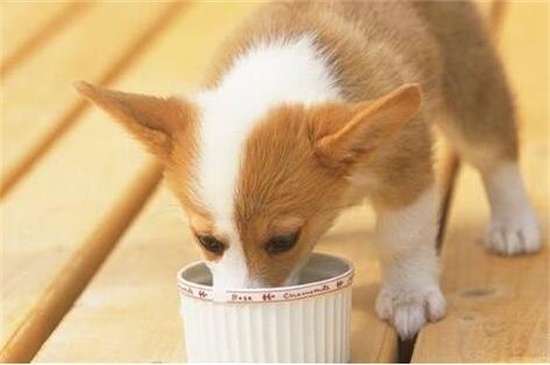 狗狗生完宝宝吃什么，适合狗狗产后吃的四种食物
