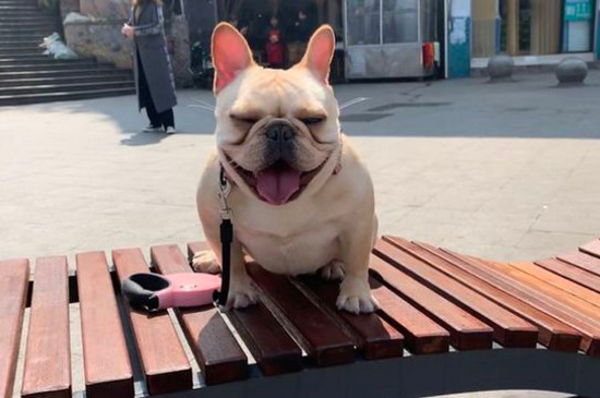 法国斗牛犬怎么领狗证