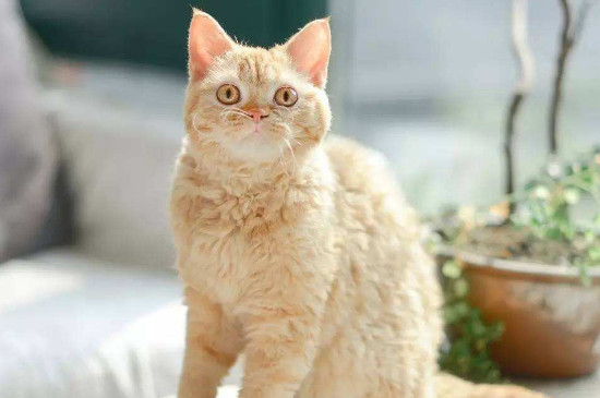 猫感冒怎么办