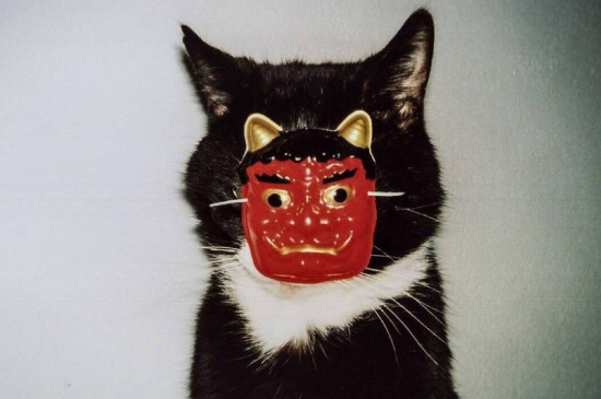 猫看见鬼有几种表现，猫看到鬼之后的五大反应