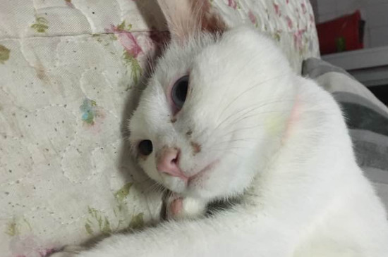 猫不吃鱼正常吗