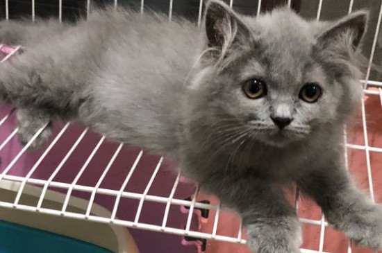 野猫生小猫一般在哪生