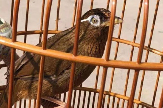 母画眉鸟会不会经常叫