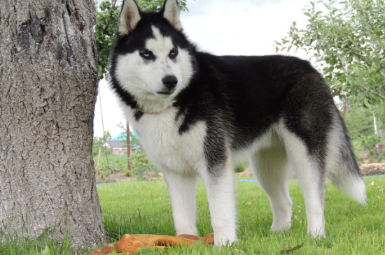 犬瘟后期救不活的症状