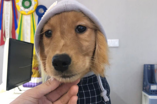 犬瘟多少天算撑过去了
