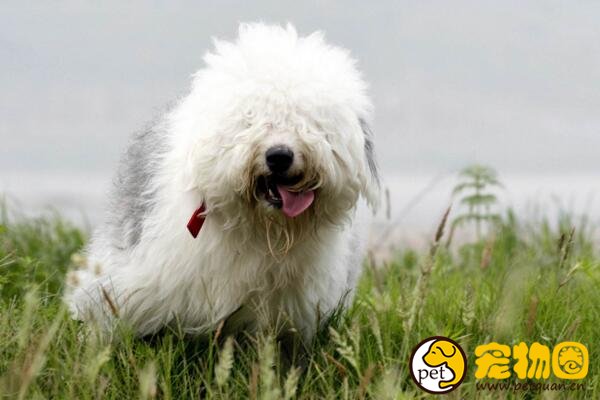 古牧犬是什么狗，英国古代牧羊犬(属于禁养犬类)