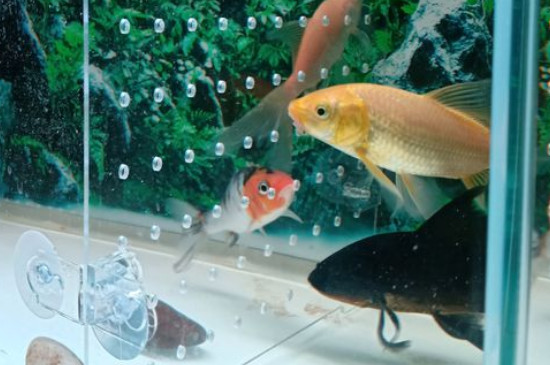 缸养锦鲤技巧