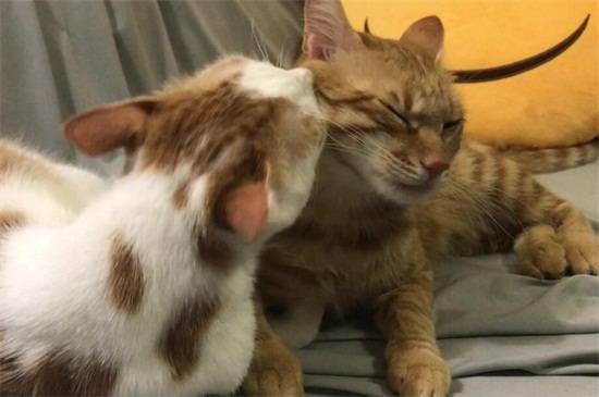 猫咪真菌感染怎么办