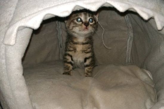 猫吃了老鼠药怎么解救
