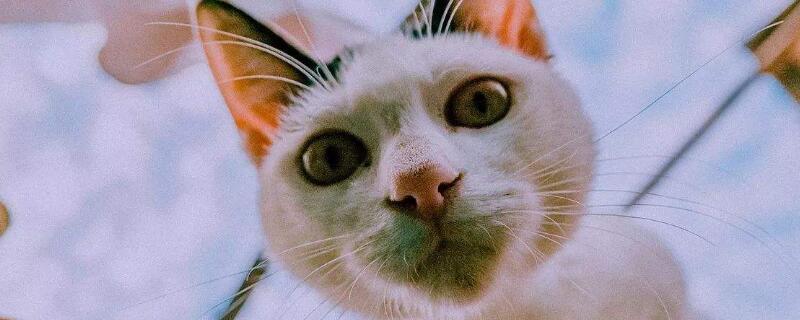 猫可以快递吗