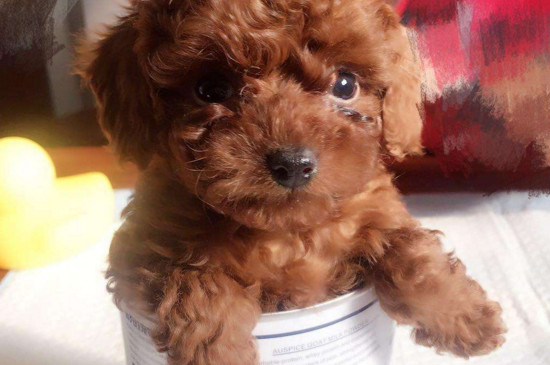 茶杯犬多少钱一只，一只茶杯犬的价格是多少
