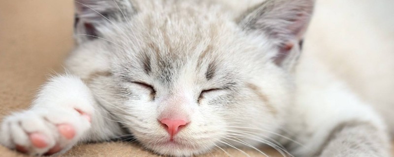母猫第一胎成活率