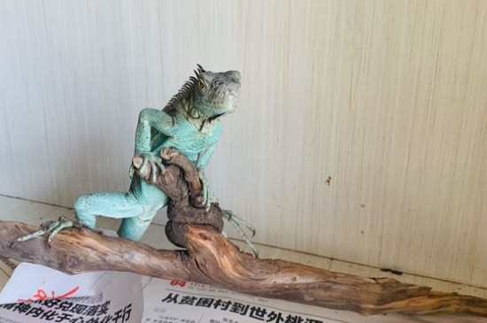 绿鬣蜥为什么生长缓慢