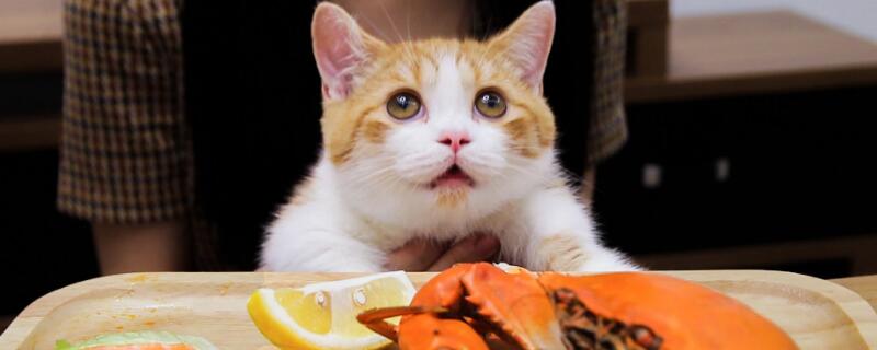 猫咪流口水是怎么回事