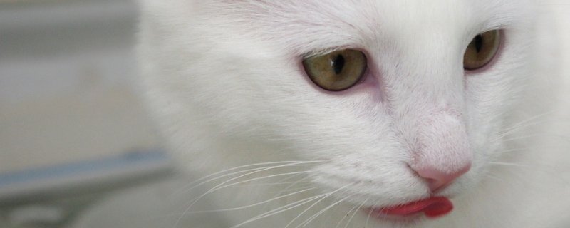 猫可以吃生鸡蛋吗