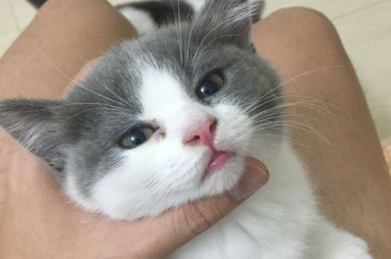 猫几个月换牙