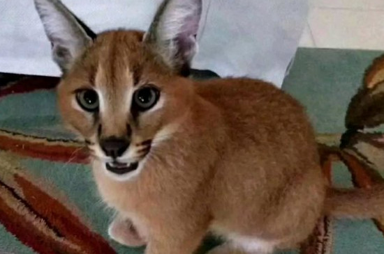 猞猁会保护主人吗