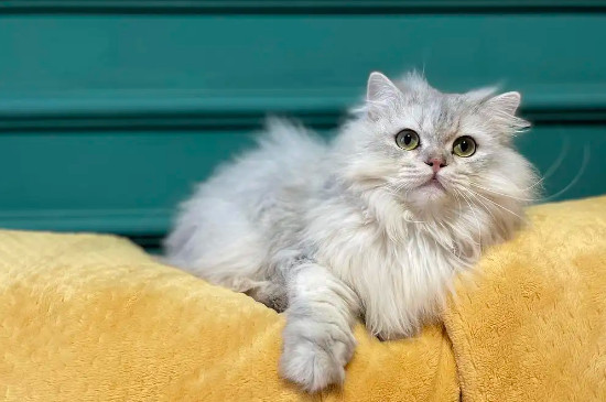 银渐层猫的性格特点