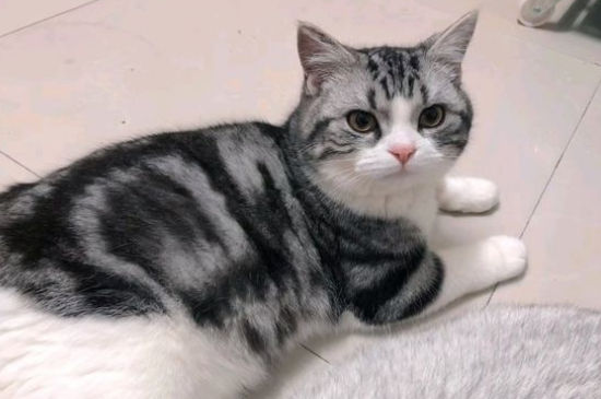美国短毛猫的性格缺点
