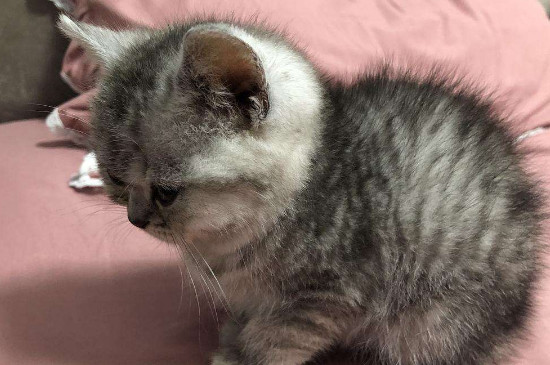 猫趴在主人胸口睡觉说明什么