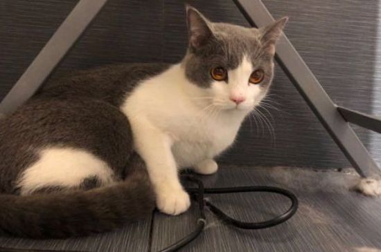 猫肾衰竭的早期症状表现