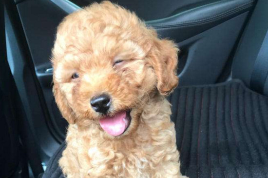 幼犬会感染狂犬病吗