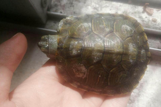 乌龟背上有白斑怎么办