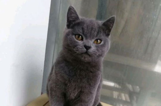 蓝猫换新主人多久熟悉
