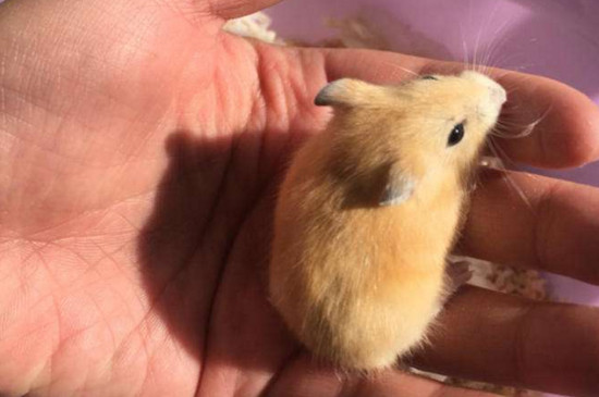 仓鼠生育周期