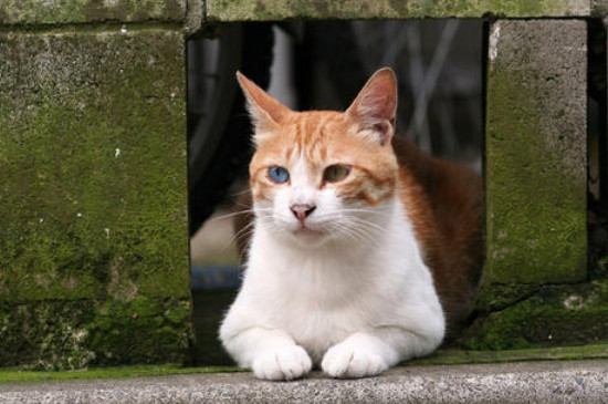 流浪猫吃什么
