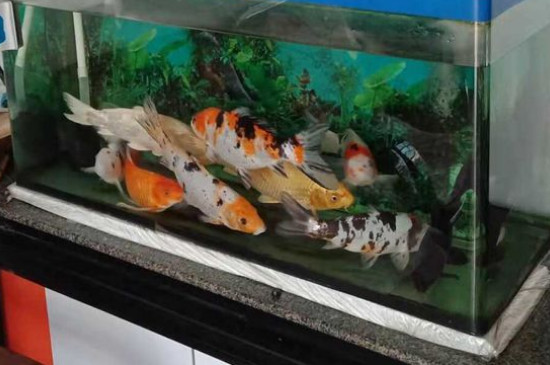 鲤鱼吃什么