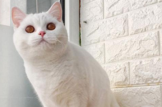 英国短毛猫什么颜色好，英短哪个颜色最贵