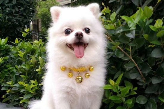 博美犬好养吗