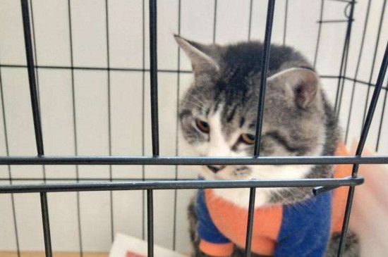 猫的眼屎红褐色正常吗