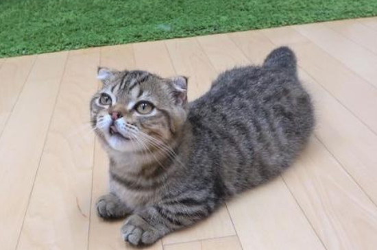 曼赤肯猫多少钱一只比较靠谱，市场价格一般在3000-5000元