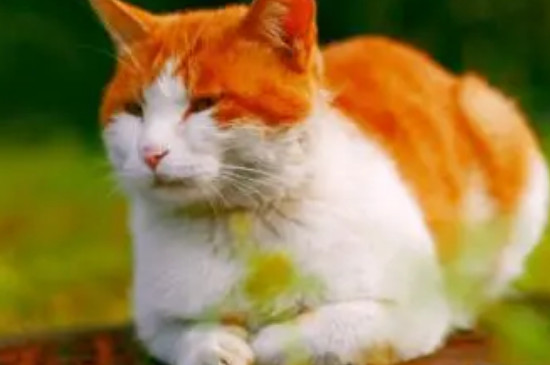 普通薄荷对猫咪有害吗