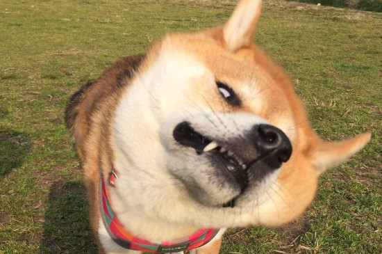 日本柴犬智商高吗，智商排名第79相当于三四岁小孩