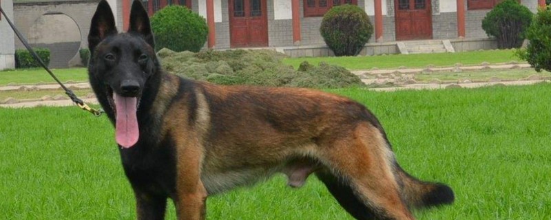 狼青幼犬怎么看纯不纯