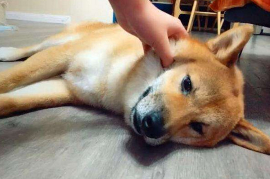 狗狗不吃狗粮怎么办