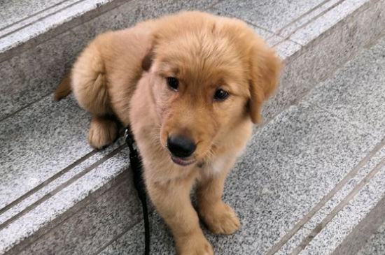狗可以玩人吗，怎么和狗狗玩